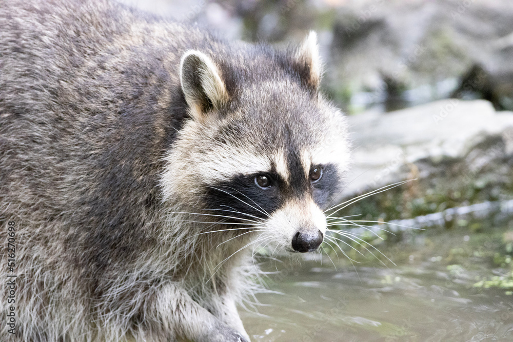 raccoon on the ground