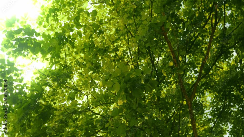 Bottom up View of Lush Green Foliage of Trees in the Forest Against Bright Sky Bottom up View of Lush Green Foliage of Trees in the Forest Against Bright Sky