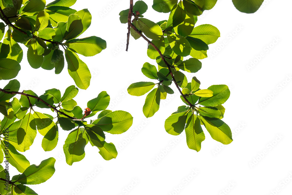 Fresh nature green leaves on white background space for spring summer natural concept design.