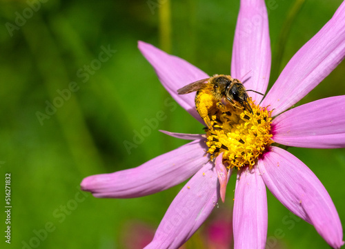 Close-up bee on pink flower collects nectar