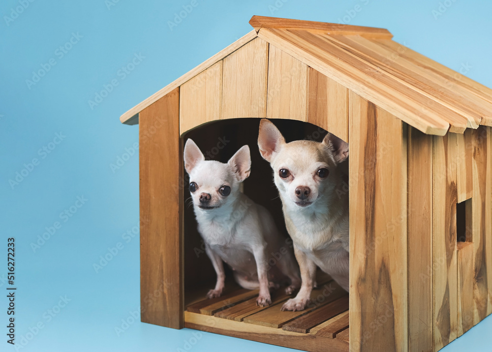 two different sizes chihuahua dogs sitting  inside  wooden doghouse looking at camera, isolated on blue background.