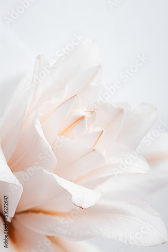 Close up white beige lily flower, natural floral background pastel color with copy space. Natural beauty blossoming lily flower. Peony blooms, vertical flowery image, celebrate nature