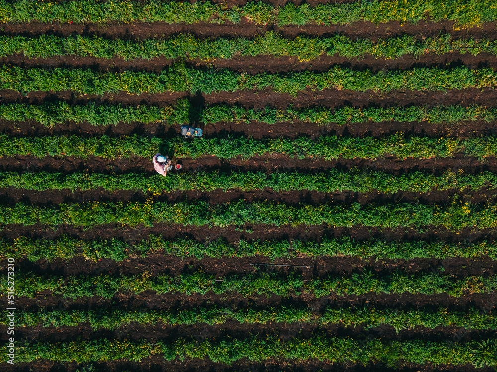 overhead view mother with son at strawberry farm