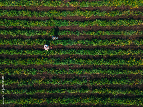 Obraz na płótnie overhead view mother with son at strawberry farm w salonie