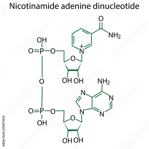 Nicotinamide formula. Line drawing. Vector illustration. Stock image. 