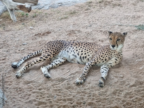 cheetah in the zoo, Al Ain, Uae