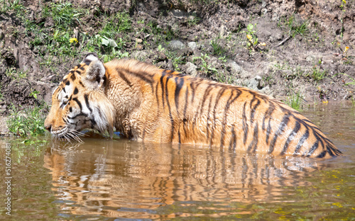 Photography Amour tiger in the water, cooling down or playing