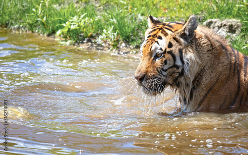 Photography Amour tiger in the water, cooling down or playing