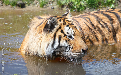 Canvas Print Amour tiger in the water, cooling down or playing