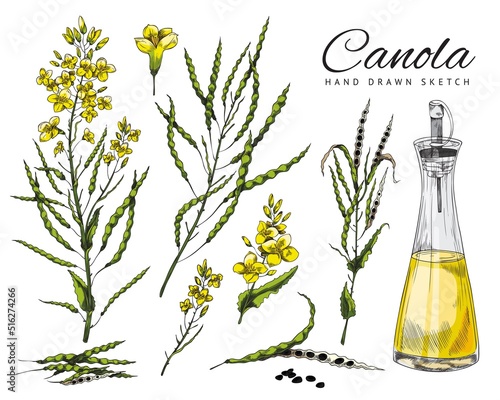 Flowering canola, canola seed pod, set of vector, sketch colorful illustrations on white background