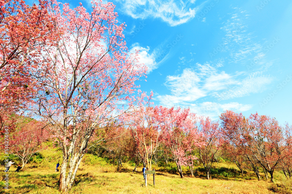 The pink cherry blossom blooming on the mountain in the north of Thailand