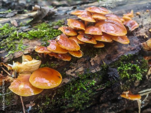 fresh orange velvet stem mushrooms on a old tree trunk