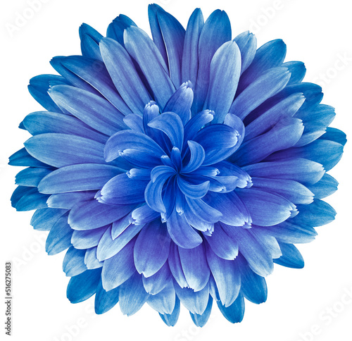 Blue  daisy flower  isolated on  a white background. No shadows with clipping path. Close-up. Nature. © nadezhda F