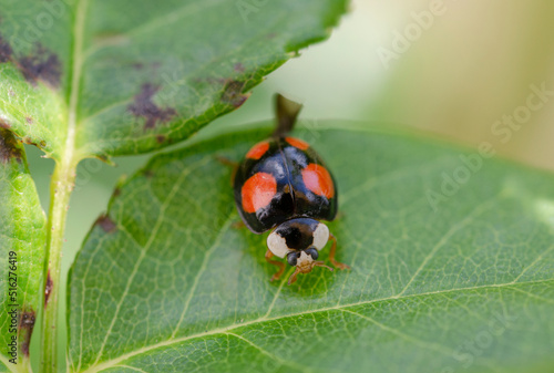 The Asian Ladybug. Harmonia axyridis, also "multicolored" or "harlequin ladybird" is a beetle of the ladybird family (Coccinellidae).