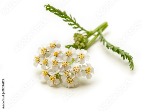 Fresh white yarrow flowers isolated on white background. photo