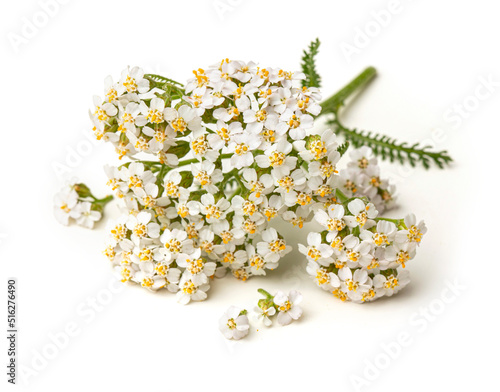 Fresh white yarrow flowers isolated on white background.