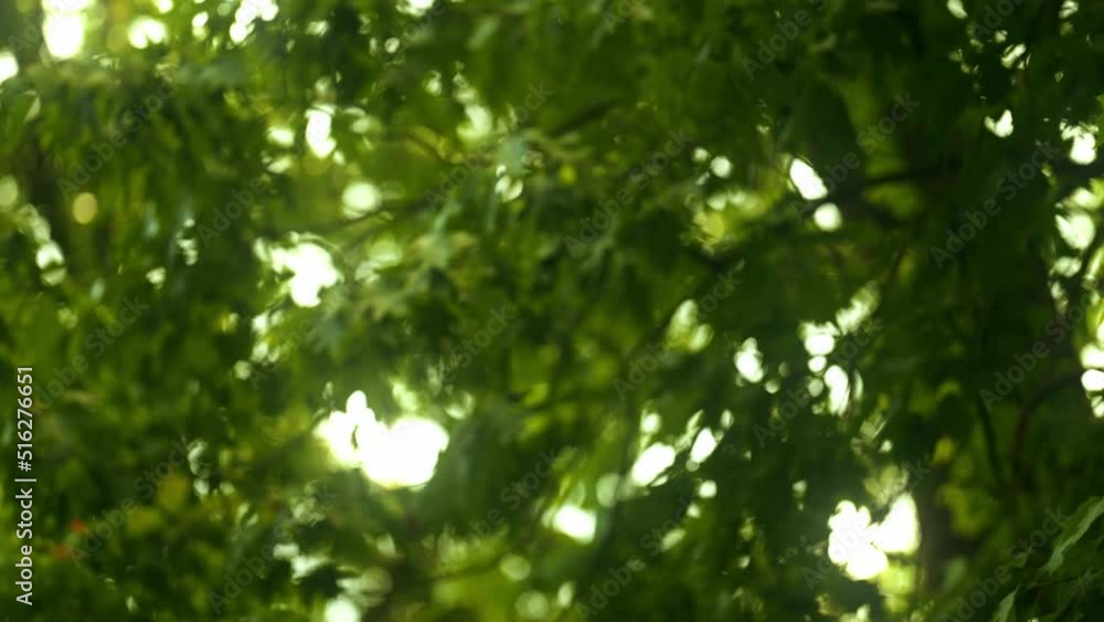 Blurry Green Trees Foliage and Sun Glares on a Beautiful Summer Day Blurry Green Trees Foliage and Sun Glares on a Beautiful Summer Day