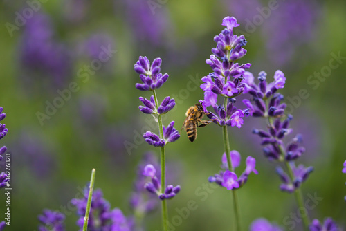 A bee collects nectar from the lavenders purple blossom