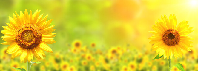 Sunflower on blurred sunny nature background. Horizontal agriculture summer banner with sunflowers field