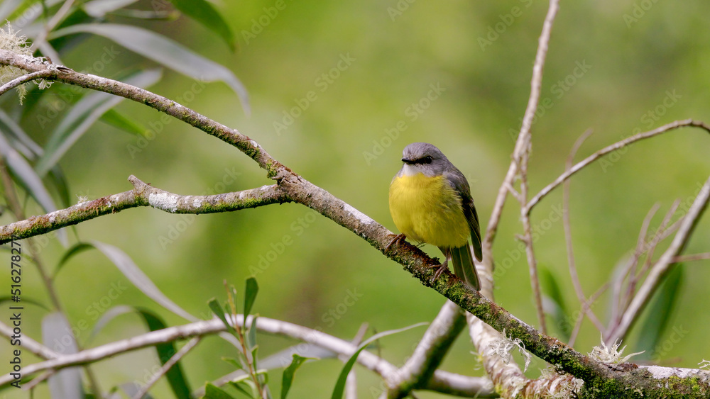 Naklejka premium front view of an eastern yellow robin perched on a tree branch
