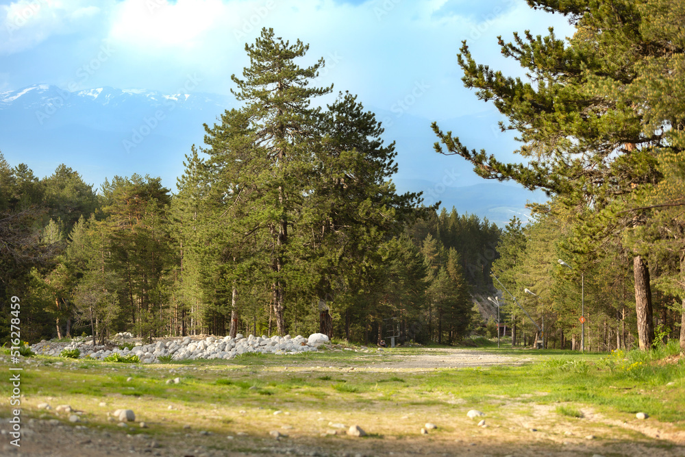 Summer rural landscape with pine tree forest and stones, beautiful mountains scenery background