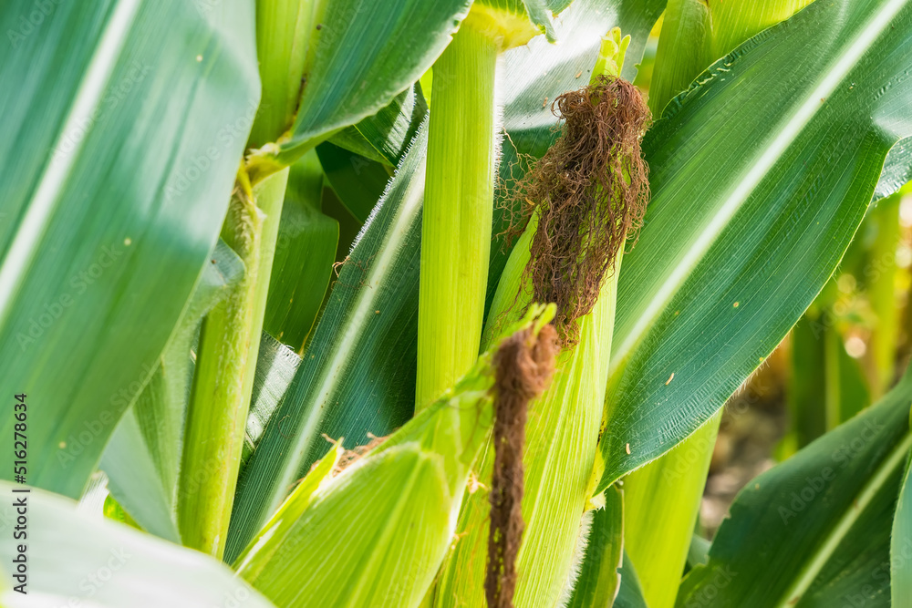 Closeup of cornfield with corn ear and silk growing on cornstalk. Concept of crop health, pollination and fertilization Closeup of cornfield with corn ear and silk growing on cornstalk. Concept of crop health, pollination and fertilization