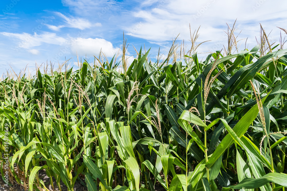 Closeup of cornfield with corn ear and silk growing on cornstalk. Concept of crop health, pollination and fertilization Closeup of cornfield with corn ear and silk growing on cornstalk. Concept of crop health, pollination and fertilization