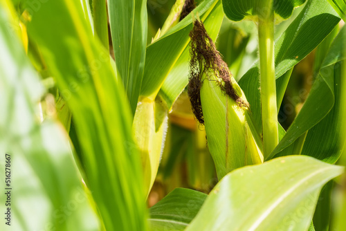 Closeup of cornfield with corn ear and silk growing on cornstalk. Concept of crop health  pollination and fertilization