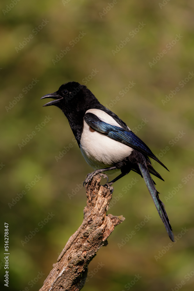 Eurasian magpie (Pica pica) sitting on a branch in spring.
