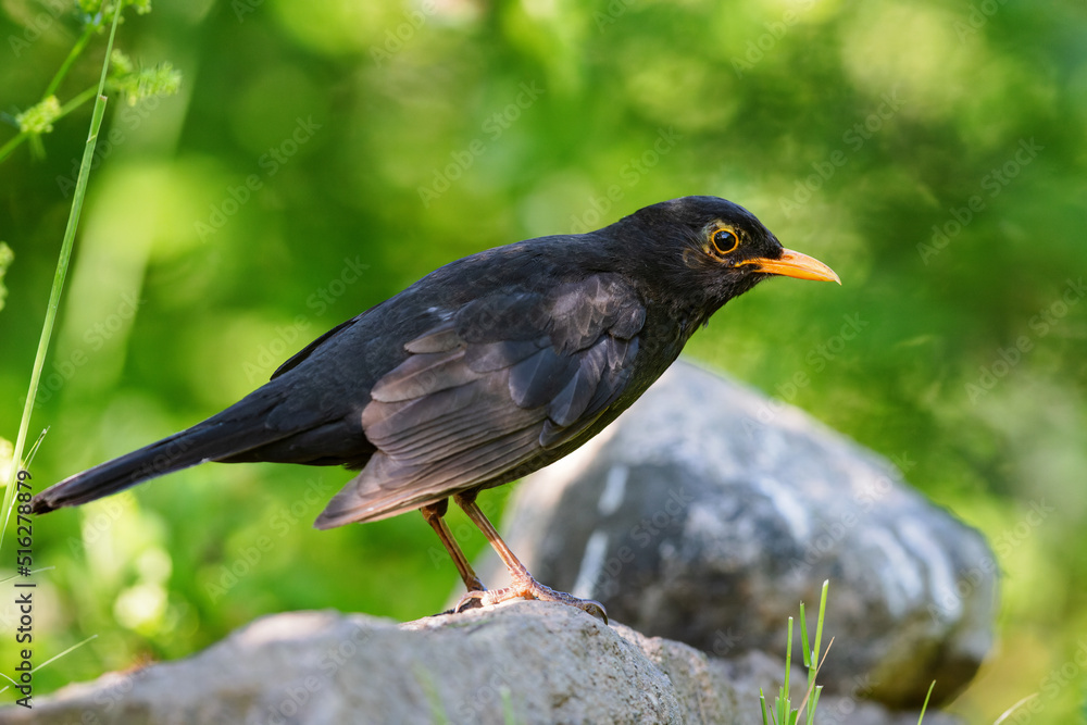 Common blackbird (Turdus merula) sitting on a rock in spring. Common blackbird (Turdus merula) sitting on a rock in spring.