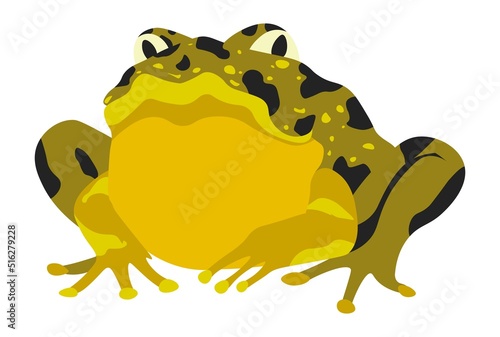Large toad, frog with spots on skin amphibians