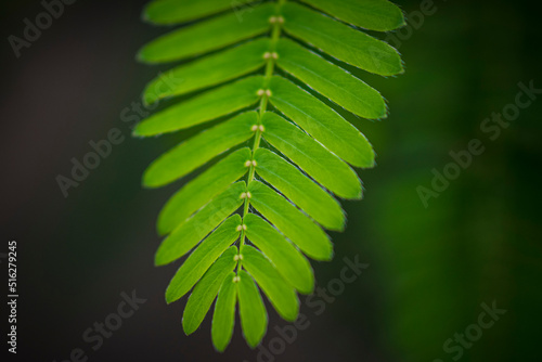 Close-up shot of the leaf of a mimosa pudica, also called sensitive plant, sleepy plant, action plant, touch-me-not or shameplant photo