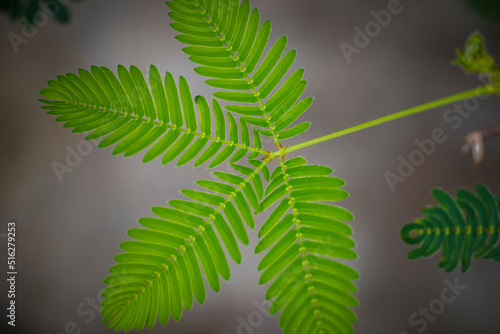 Fotografie Close-up shot of the leaf of a mimosa pudica, also called sensitive plant, sleep