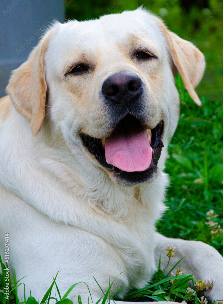 portrét psího plemene labrador closeup.Smiling labrador dog portrét psího plemene labrador closeup.Smiling labrador dog