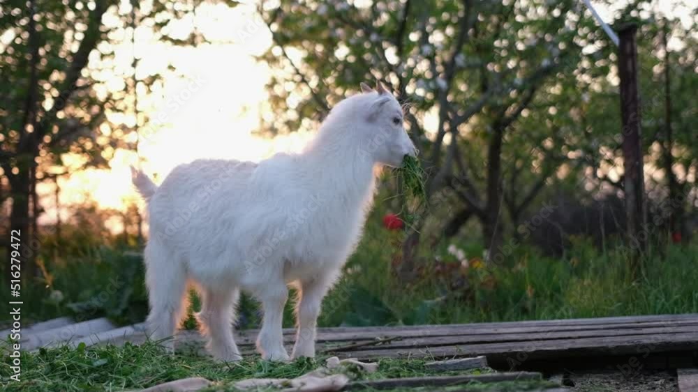 Young Goats eat hay in the sunset light at the farm Young Goats eat hay in the sunset light at the farm