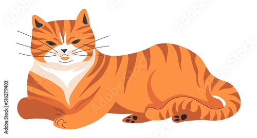 Meowing ginger cat, purring feline animal pet