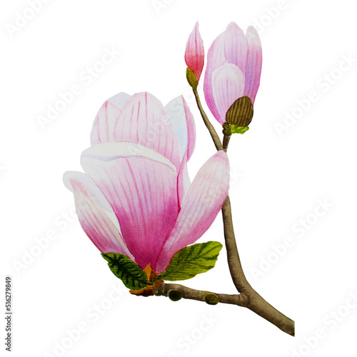 Branch of pink magnolia watercolor illustration. Hand drawn image of blooming flowers and buds on an isolated background. Clip art and element and design. For greeting cards and invitations.