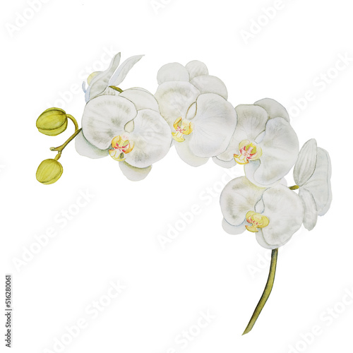 Fototapeta Naklejka Na Ścianę i Meble -  Sprig of white orchid watercolor illustration on isolated background. Botanical image of wedding flowers for invitation and greeting cards. Symbol of spa and relaxation.