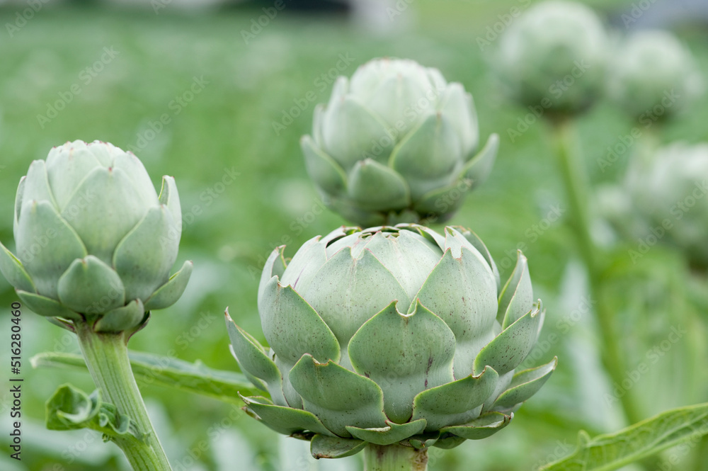Fototapeta premium Artischocken