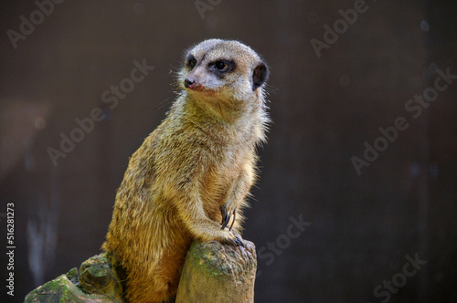 Zoo in Myslecinek quarter in Bydgoszcz, Kuyavian-Pomeranian Voivodeship, Poland. photo