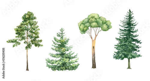 Watercolor forest trees illustration. Pine  fir  evergreen clipart. Woodland hand-painted nature print for kids design  postcards  poster  sublimation  icon