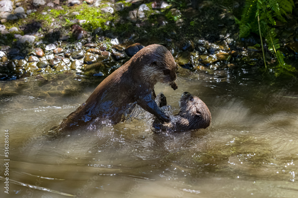 Asian small-clawed otters playing and fighting on the river bank with clear water. Asian small-clawed otters playing and fighting on the river bank with clear water.