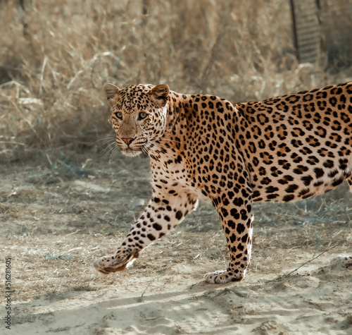 portrait of a leopard