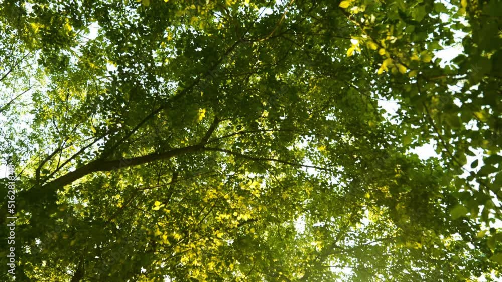 Sun Rays Breaking Through Green Foliage and Branches of Trees in the Forest Sun Rays Breaking Through Green Foliage and Branches of Trees in the Forest