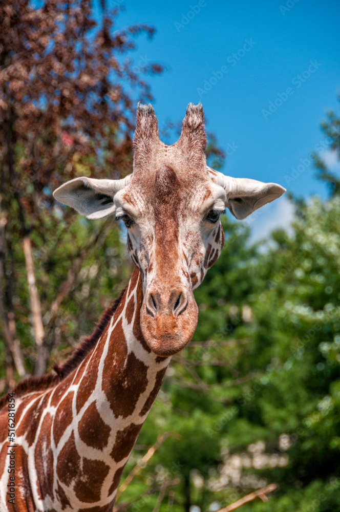 Fototapeta premium portrait of a giraffe