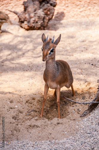 deer in the woods