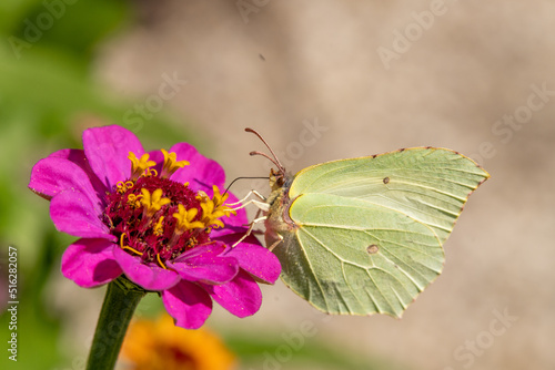 Butterfly on pink Zinnia flower with light colorful blurred bokeh background. Lemon butterfly in detail. animal themes © Dasya - Dasya