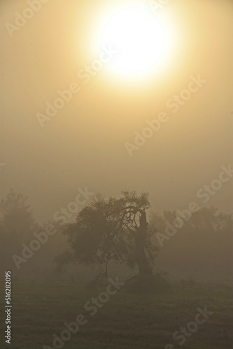 Landscape with an Eucalyptus tree in early morning fog