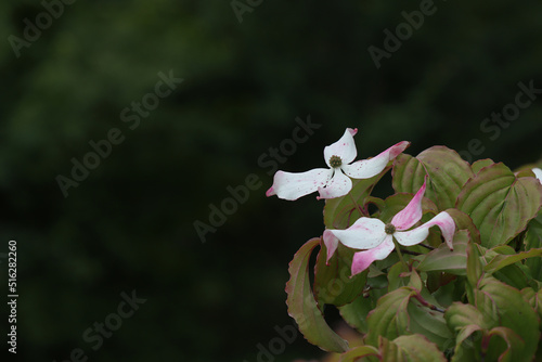 Chinese dogwood,Comus Kousa with inflorescence photo