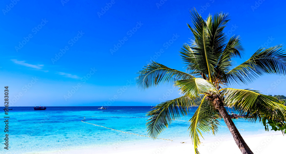 The Tropical Summer palm tree on the beach and sandy beach and ocean with waves background